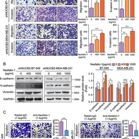 Nucb Nesfatin Induces Upregulation Of The Srebp Hmgcr Axis In