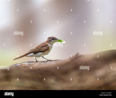 Puerto Rican Kingbird With Food Perched On A Dead Tree Stock Photo Alamy