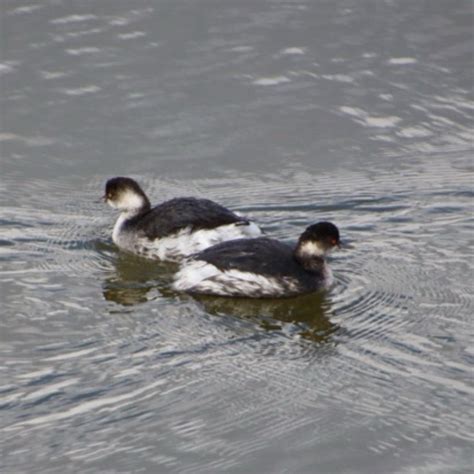 凍える寒さ͛池の鳥たち 2021年からウオーキングを兼ね、カメラ片手に自然を求めて歩いてます