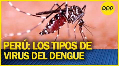 Cuáles son los tres tipos de virus del dengue que hay en Perú YouTube