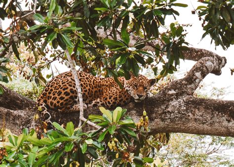 Turismo No Pantanal Descubra Como Visitar O Pantanal