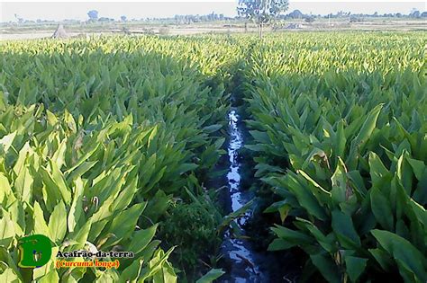 Plantas Medicinais A Afr O Da Terra Curcuma Longa