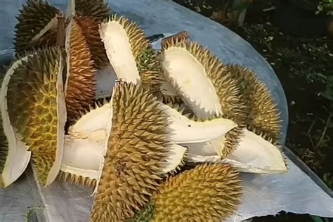 Jangan Dibuang Ternyata Kulit Durian Bisa Diolah Jadi Pupuk Organik