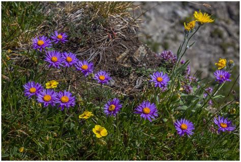 Alpen Aster Foto And Bild Pflanzen Pilze And Flechten Blüten