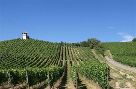 Weinbau Am Bodensee Wendelgards Erbe Baden W Rttemberg