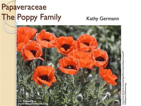 Papaveraceae The Poppy Family