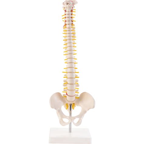 Mini Wirbels Ule Modell Cm Anatomie Modell