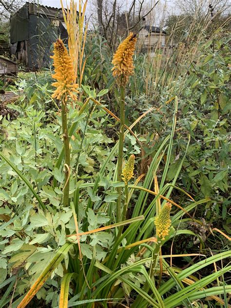 Kniphofia Yellow Cheer Andy Gladman