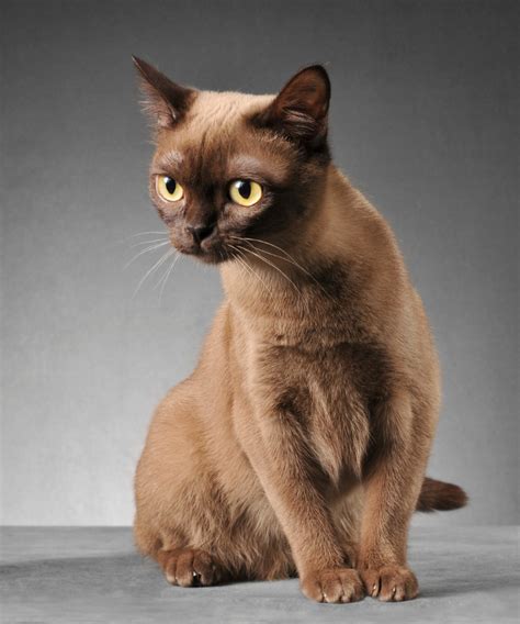 Burmese Cat Breed Characteristics Colors And Personality