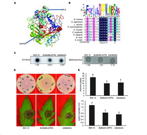 Impact Of Bcmettl Loss Of Function On Dna Modification