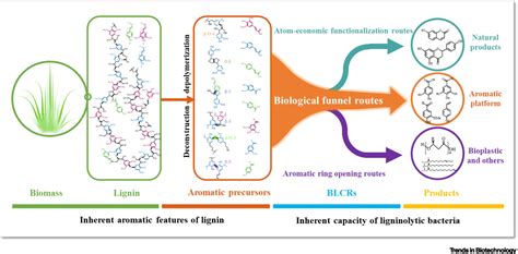 Creative Biological Lignin Conversion Routes Toward Lignin Valorization