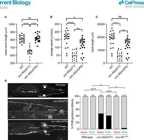 Figure 5 From Synaptic Protein Degradation Controls Sexually Dimorphic