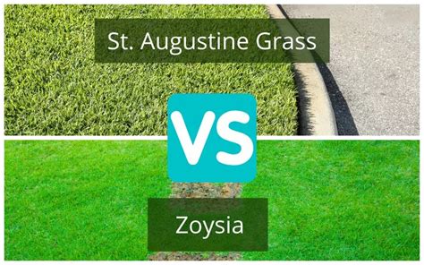 St Augustine Vs Zoysia Grass What S Better For My Lawn Off