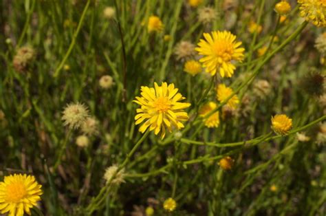 Yellow Burr Daisy Logan Native Daisies That Look Like Weeds · Inaturalist