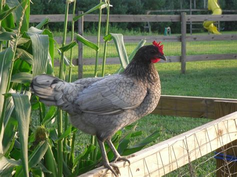 Delaware Blue Hen | BackYard Chickens - Learn How to Raise Chickens