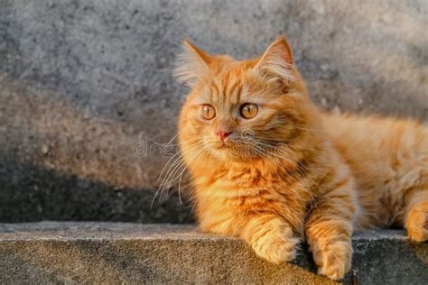 Adorable Orange Munchkin Cat Relaxing on Fence. Stock Photo - Image of ...