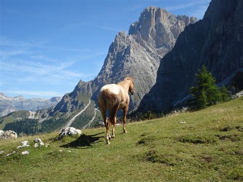 Dolomitler Val Gardena Güney Tirol Pixabay de ücretsiz fotoğraf Pixabay