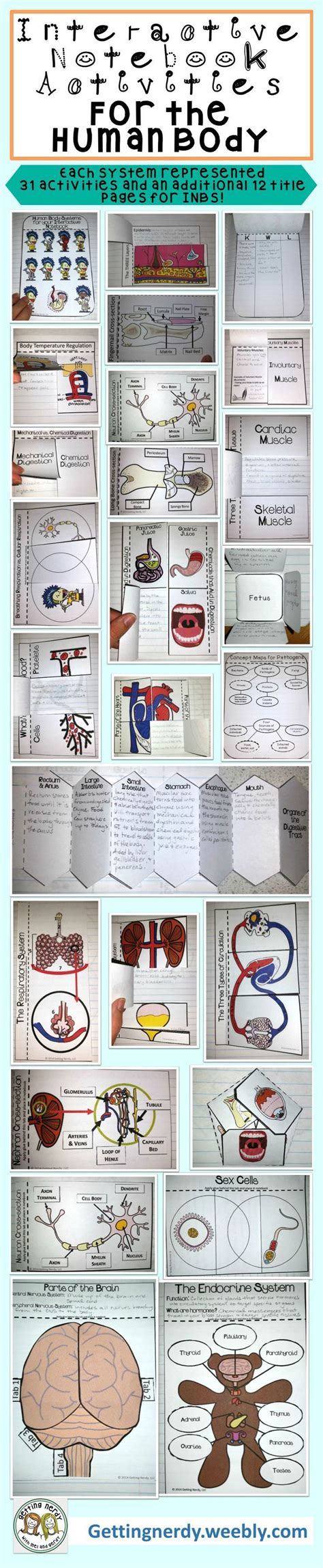 Human Body Systems Foldables Interactive Science Notebook