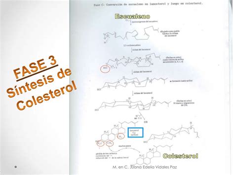 Síntesis De Colesterol