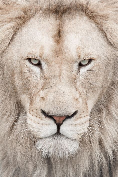 Angry White Lion Wallpaper