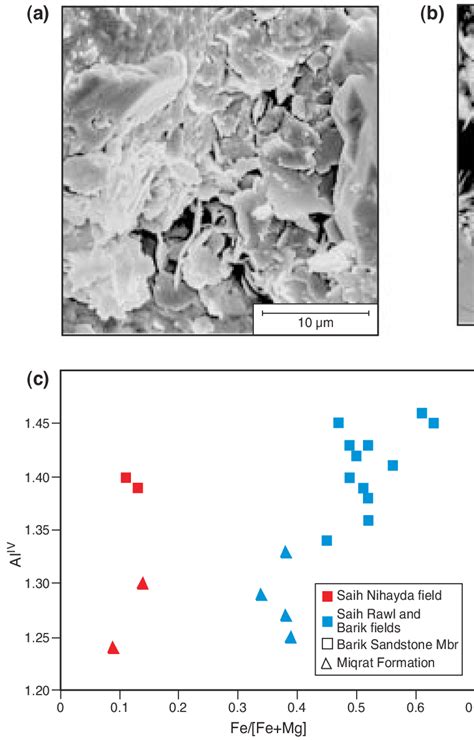 Scanning electron microscope images illustrating the two morphological ... 