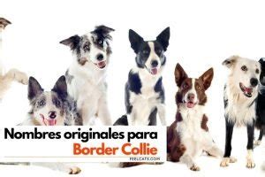 Nombres Top Para Border Collie Feelcats