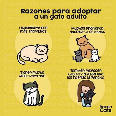 Razones Para Adoptar A Un Gato Adulto Baconcats Cats Mundo Gato