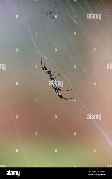 Golden Silk Spider (Nephila clavipes), female on a web Stock Photo - Alamy