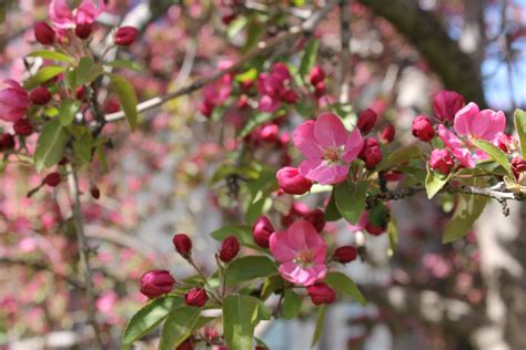 Fotos Gratis Rbol Rama Flor Hoja P Talo Comida Primavera