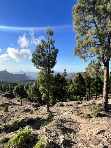 2023 Best 10 Wildflowers Trails In Monumento Natural Del Roque Nublo