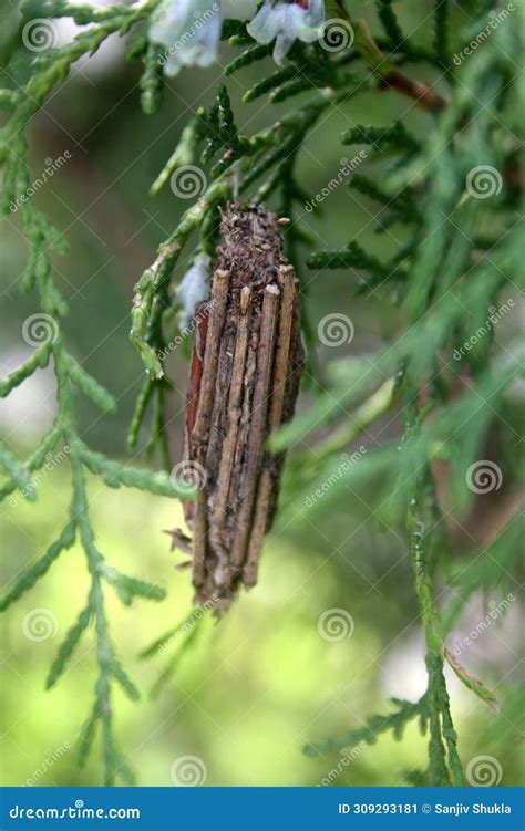 Evergreen Bagworm Thyridopteryx Ephemeraeformis Hanging From Host