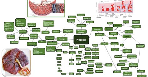 Blog de Ginecología y Obstetricia de Vladimir Solabdias Quiñonez