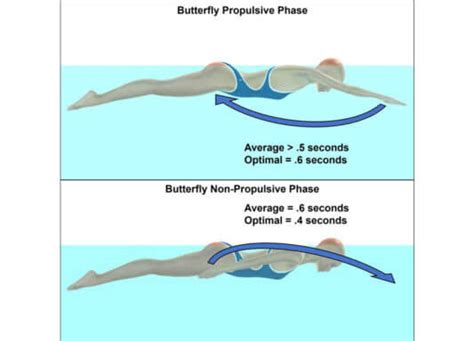 Maximizing Swimming Velocity Part 7 Optimal Stroke Cycle For Butterfly