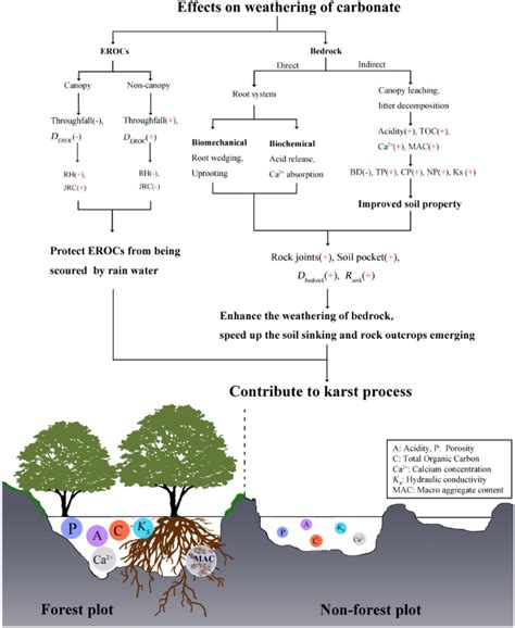 The contributions of the forest to the karst process. The canopy of the ...