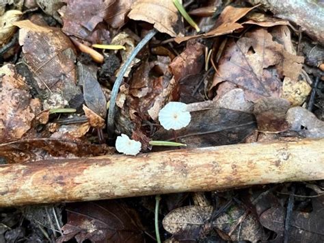 Marasmius Bulliardii The Ultimate Mushroom Guide