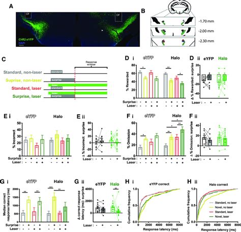 Optogenetic Inhibition Of The Stn Blunted Surprise Induced Slowing A