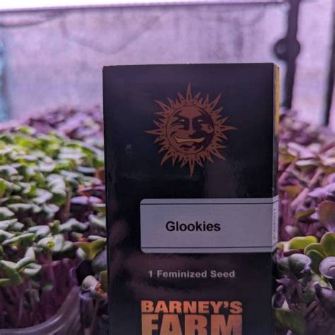 Barney S Farm Glookies Grow Journal By BlessedGrower GrowDiaries