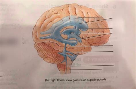 Ventricles Of The Brain And Cerebral Spinal Fluid Part Diagram Quizlet