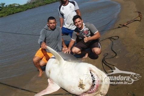 Tubarão de 2 5 metros e 350 kg fica preso em rede de arrasto no RJ