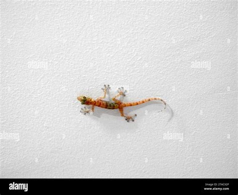 Egyptian Wall Gecko Geckos House Moon Lizard Tiktiki Chipkali