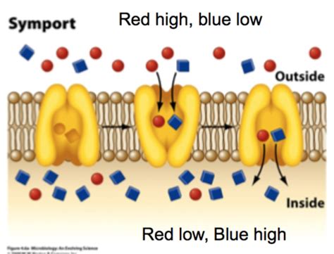 Quiz Bio Microbiology Chapter Slides Flashcards Quizlet