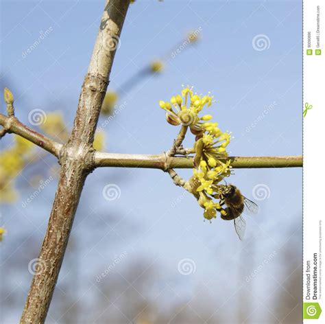 Pussy Willow Bud As A Symbol Of The Beginning Of Spring Stock Photo Image Of Blossom Season