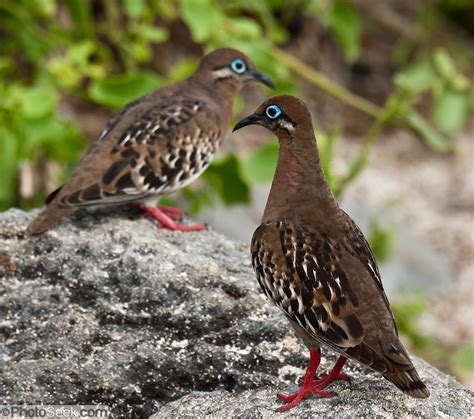 Galápagos Dove Zenaida galapagoensis Española Hood Island