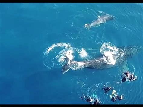 Un groupe de baigneurs attaqué par une baleine La Réunion Vidéo