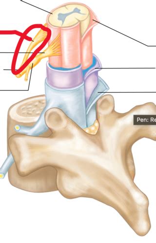 Spinal Chord Flashcards Quizlet