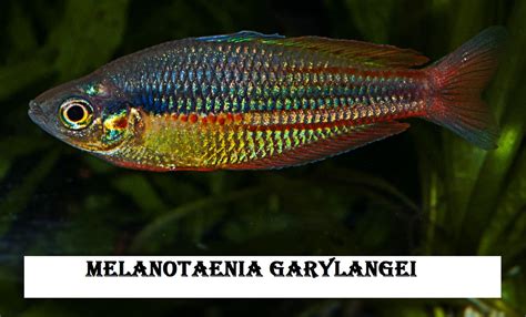 Melanotaenia Garylangei — Postimages