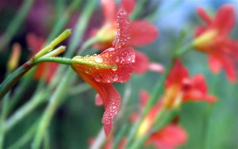 Beautiful Rain Flowers Wallpapers 1680x1050 229233