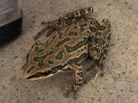 6 Types Of Tree Frogs Found In Texas ID Guide Nature Blog Network