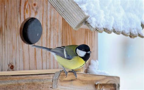 Gartenvögel erkennen So unterscheiden sich Rotkehlchen Kohlmeise und