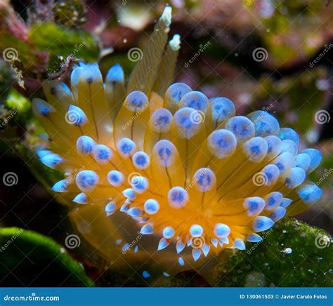 Nudibranchs in Their Habitat Stock Image - Image of ermine, blacksmith ...